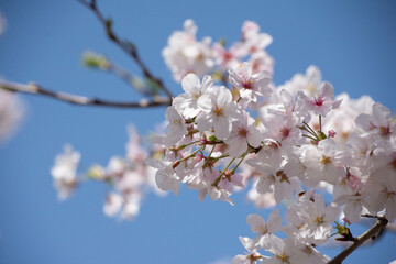 桜の枝