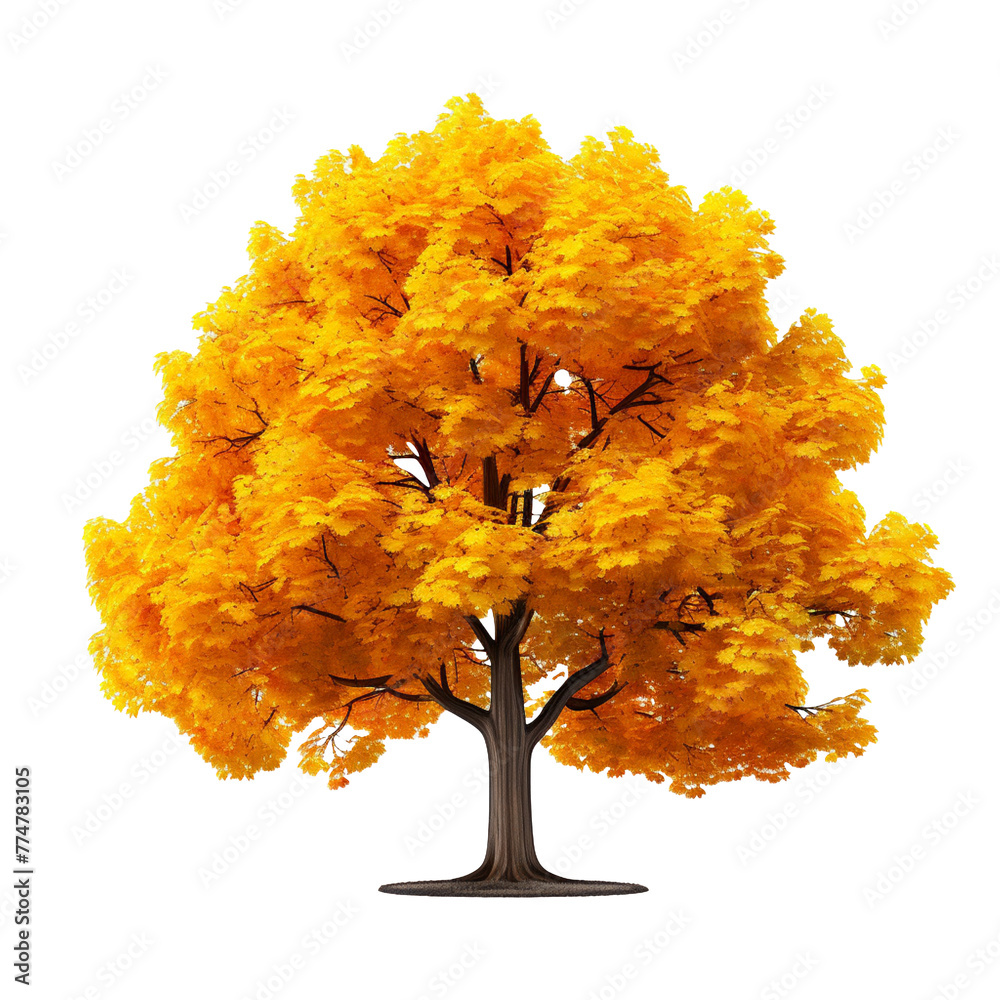 Wall mural autumn maple tree isolated on transparent background