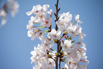 桜の枝