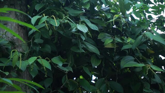 green pepper on the tree