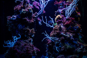 coral reef at the aquarium