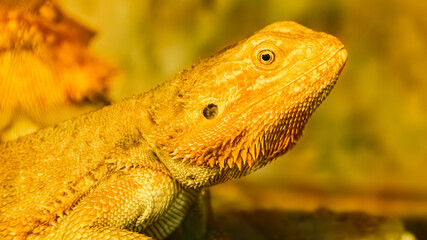 Portrait of Pogona, bearded dragon, in a terrarium