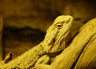 Portrait of Pogona, bearded dragon, in a terrarium