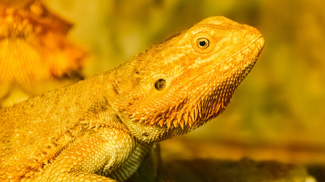 Portrait of Pogona, bearded dragon, in a terrarium