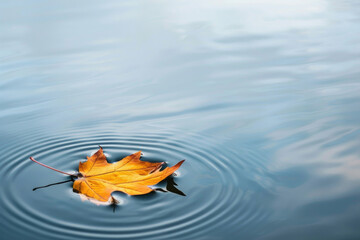 Fototapeta na wymiar A single leaf floating on a calm water surface