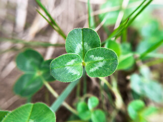 Young green clover leaves grow on the lawn in early spring