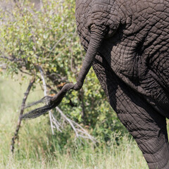 Twisted tail of an African elephant