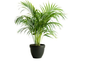 Areca Palm Plant On Transparent Background.