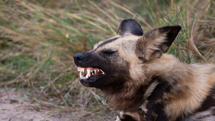 Fototapeta premium African wild dog- showing teeth