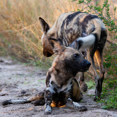 a pack of African wild dogs