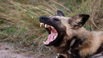African wild dog- showing teeth