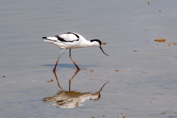 Feeding Avocet