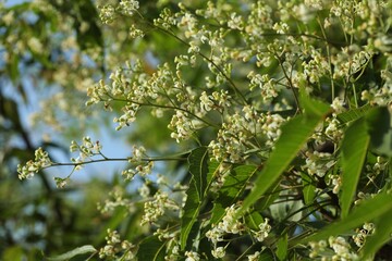 Neem tree flowers blooming in nature. Azadirachta indica. Margosa. Nim tree. Indian lilac. Nature background.