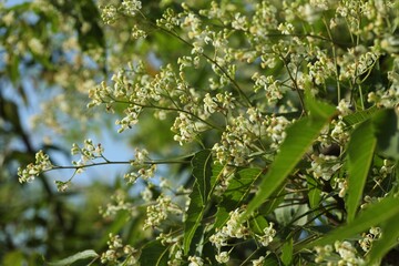 Neem tree flowers blooming in nature. Azadirachta indica. Margosa. Nim tree. Indian lilac. Nature background.