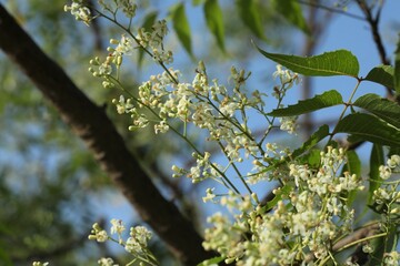 Neem tree flower, leaves. Nim tree. Azadirachta indica. Margosa. Indian lilac. Nature background.