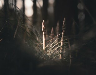 A close view of wild asparagus spears peeking out from underbrush in a forest, with the natural environment highlighting the foraging process - obrazy, fototapety, plakaty
