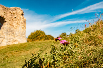 Dianthus carthusianorum, carthusian pink flower, on a sunny day in summer at castle ruins Winzer,...
