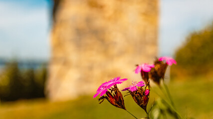 Dianthus carthusianorum, carthusian pink flower, on a sunny day in summer at castle ruins Winzer,...