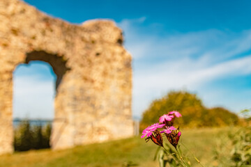 Dianthus carthusianorum, carthusian pink flower, on a sunny day in summer at castle ruins Winzer,...