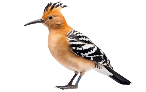 A bird with a mohawk perched on a white surface
