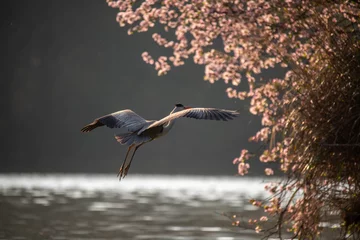 Foto op Plexiglas The heron has a date with spring © Fanyuanyang