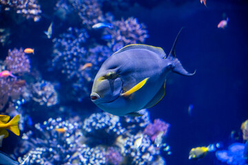 fish in aquarium, Yellowfin surgeonfish