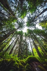 Fototapeta premium Looking Up Among Tall Forest Trees