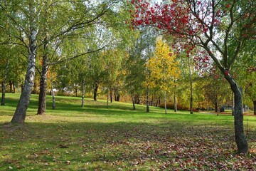 Naklejka premium View of trees with colorful leaves in the field photo taken in early fall