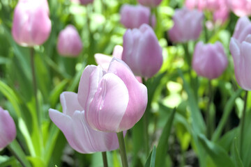 Tulips flower beautiful in garden plant - 774797312