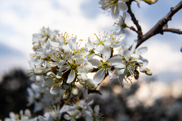 Prunus spinosa, Sloe white flowers in spring. Wild plant from the Rosaceae family witch produces edible berries in late autumn - obrazy, fototapety, plakaty