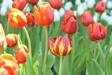 Tulips flower beautiful in garden plant - 774797341