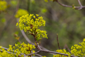 The maple Acer platanoides blooms before the leaves bloom. Yellow, fragrant maple flowers, blurred, natural background