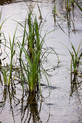 Water plants corn dog grass beside the river. Typha latifolia is also known as reed flower bulrush
