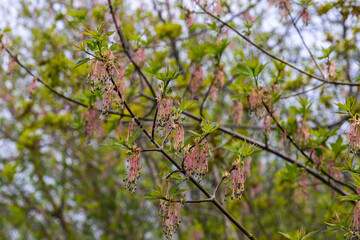 The ash-leaved maple Acer negundo flowers in early spring, sunny day and natural environment, blurred background