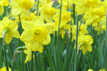 flowering daffodils or yellow narcissus blossoms in a spring garden - 774797542