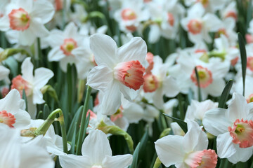 White narcissus (Pink Parasol Daffodil) - 774797545