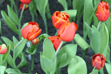 Tulips flower beautiful in garden plant - 774797584