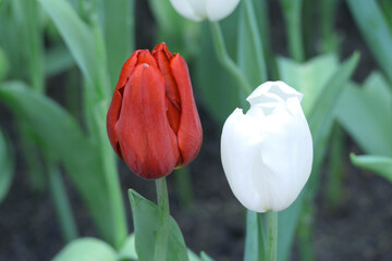 Tulips flower beautiful in garden plant - 774797595