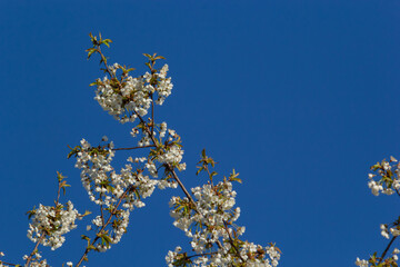 Selective focus of beautiful branches of cherry blossoms on the tree under blue sky, Beautiful...