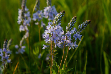 Closeup on the brlliant blue flowers of germander speedwell, Veronica prostrata growing in spring in a meadow, sunny day, natural environment