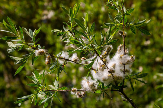 Salix atrocinerea. Close-up of a jack salce branch with the mature female catkins, seeds, and leaves