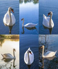 Beautiful swan on the lake collection set