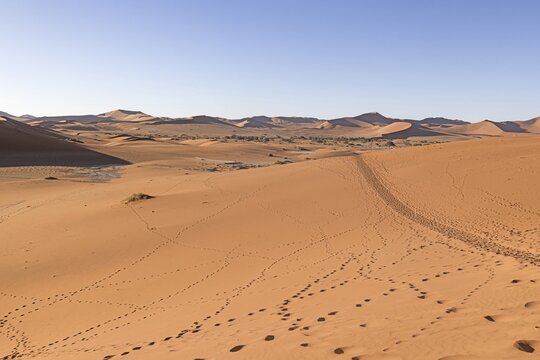 Panoramic picture of the red dunes of the Namib Desert with footprints in the sand against blue sky