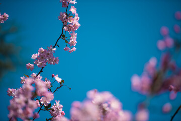 In the gentle breeze of spring, flowers bloom with radiant smiles.