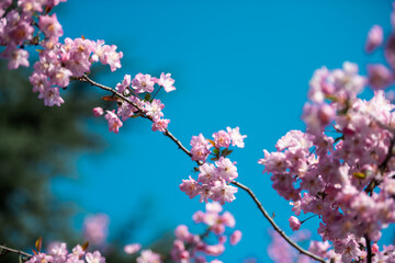 In the gentle breeze of spring, flowers bloom with radiant smiles.