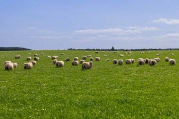 Fototapeta premium A vibrant scene in Scotland, where a flock of sheep grazes peacefully across a lush green field under a clear blue sky, embodying the idyllic pastoral life of the Scottish countryside
