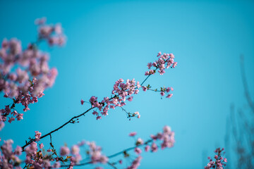 In the gentle breeze of spring, flowers bloom with radiant smiles.