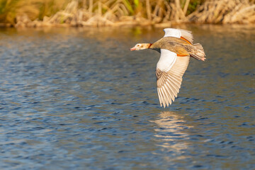 Egyptian Geese in flight over bushy park lake