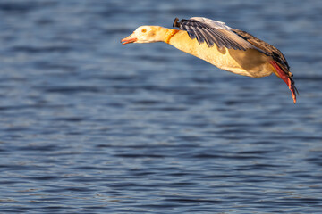 Egyptian Geese in flight over bushy park lake
