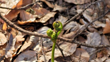 Fern against the background of autumn leaves in the forest
